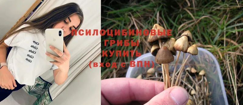 где найти наркотики  МЕГА как зайти  Псилоцибиновые грибы Psilocybe  Волгореченск 